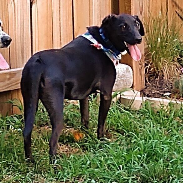 Bonnie Buchanan, a Adoptable mixed breed image 6/12