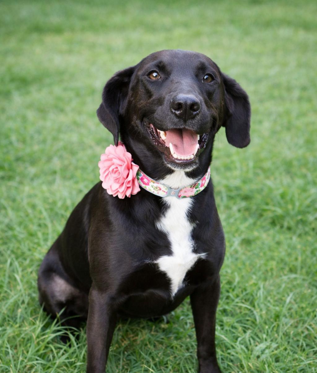 Bonnie Buchanan, Adoptable, Adult Female Labrador Retriever.