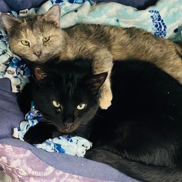 Madea, Adoptable, Adult Female Domestic Short Hair.