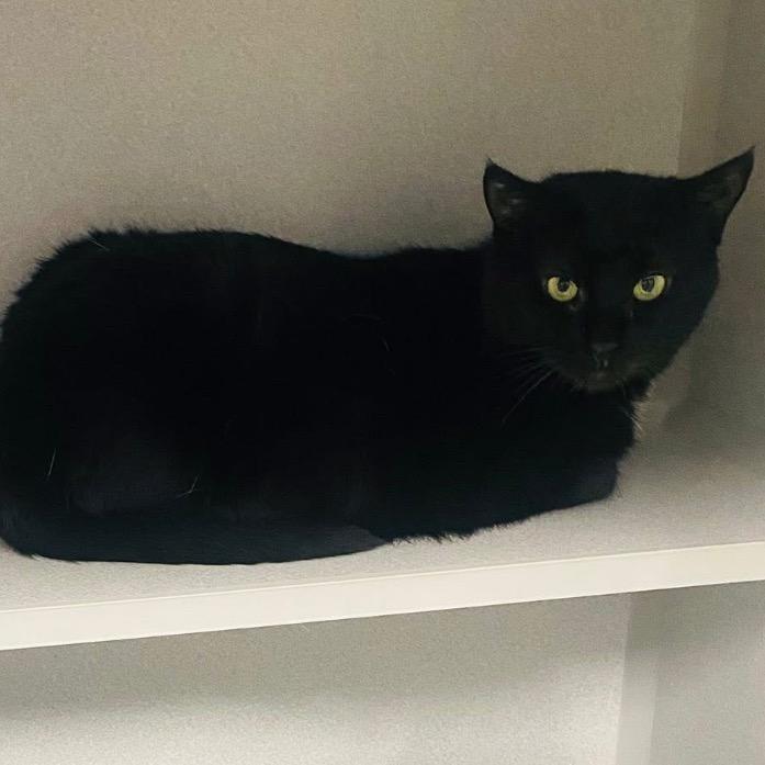 Enlarge Madea, a Adoptable Domestic Short Hair in Mount Vernon, IN image 2/3