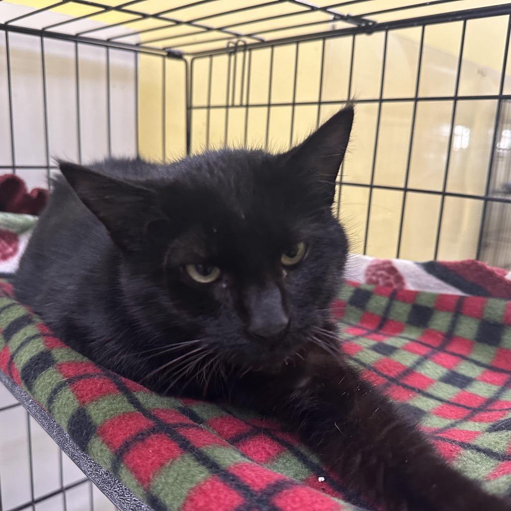 Madea, Adoptable, Adult Female Domestic Short Hair.