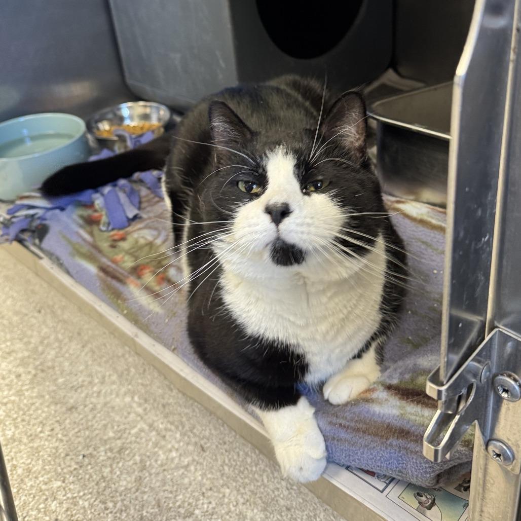 Enlarge Buddy, a ADOPTABLE Domestic Short Hair in Kansas City, KS image 1/3
