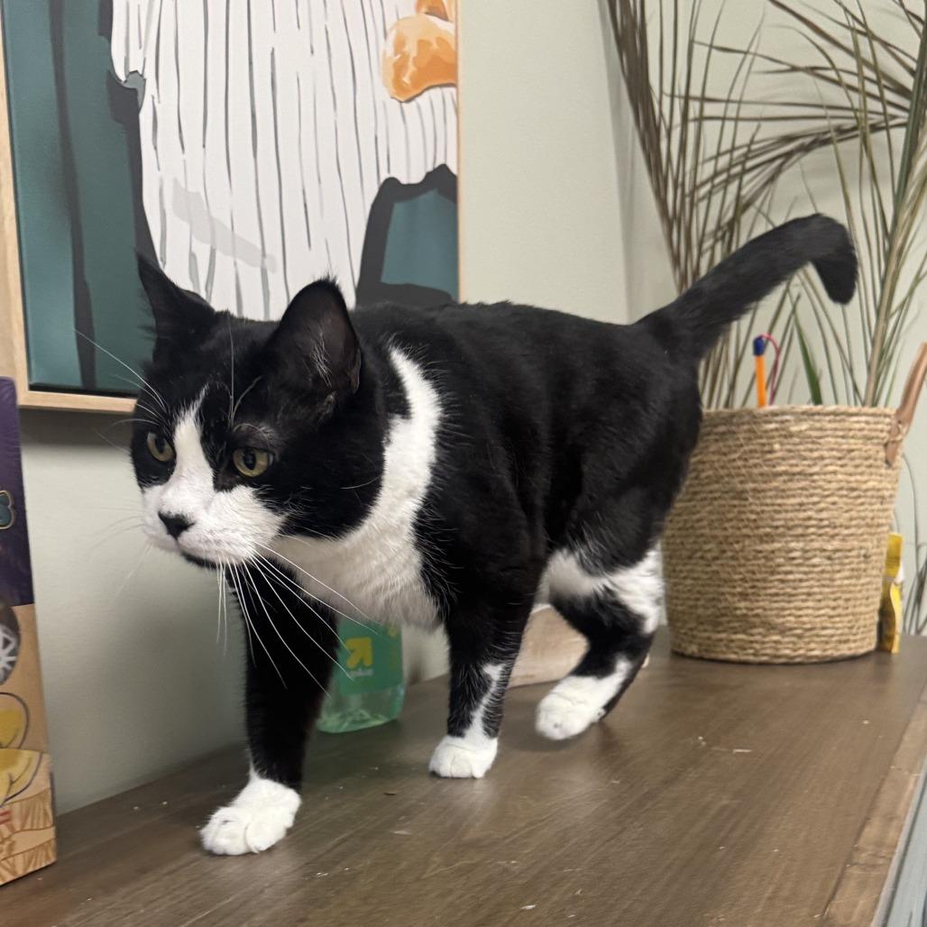 Enlarge Buddy, a ADOPTABLE Domestic Short Hair in Kansas City, KS image 3/3