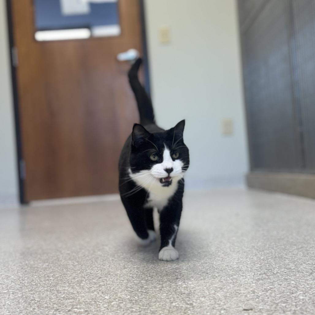 Enlarge Buddy, a ADOPTABLE Domestic Short Hair in Kansas City, KS image 2/3