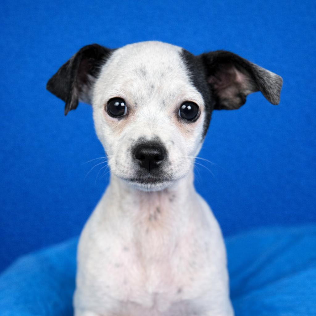 Enlarge Crystal - my mom is Icelyn and she is only 11 lbs., a Adoptable Chihuahua in San Antonio, TX image 3/4