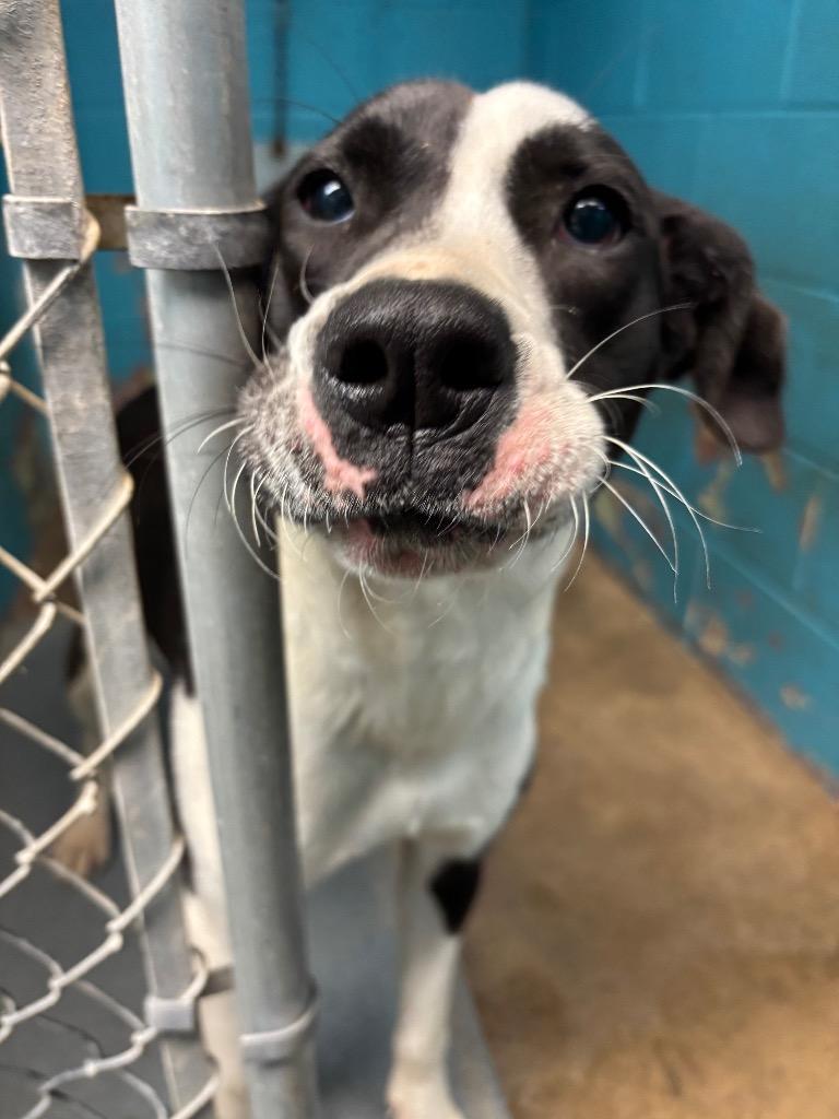 Enlarge Chica, a Adoptable mixed breed in Hot Springs, AR image 1/1