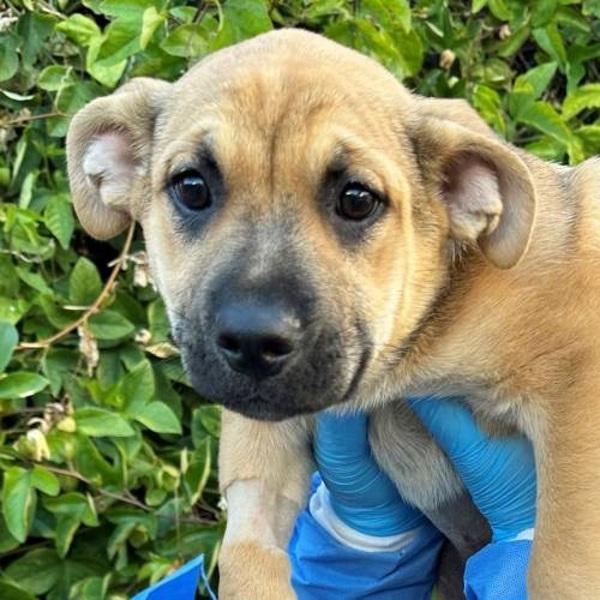 Chili, Adoptable, Puppy Female Shepherd.