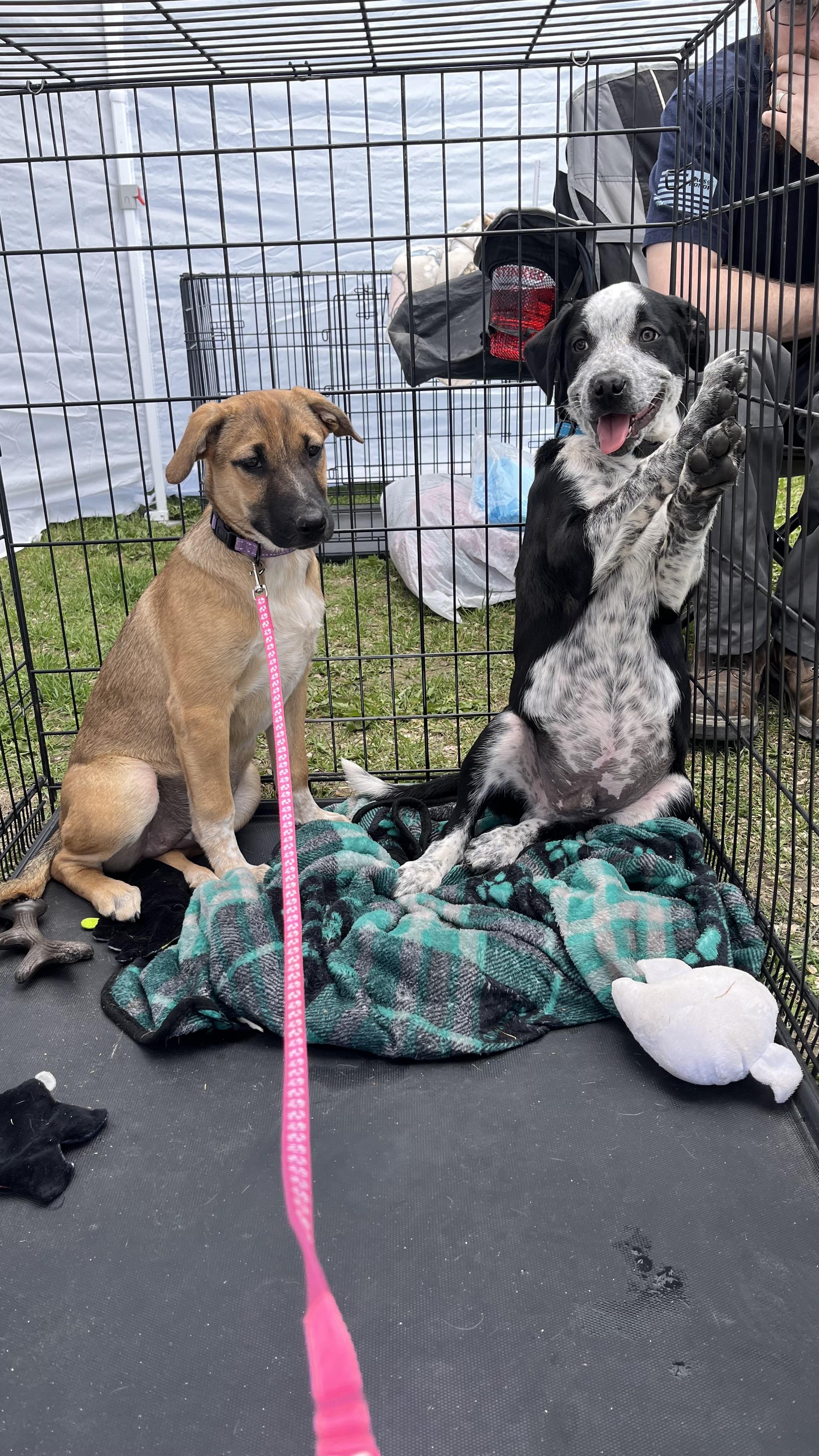 Roxy fka Squirrel Delta pup, Adoptable, Young Female American Staffordshire Terrier & Great Pyrenees.