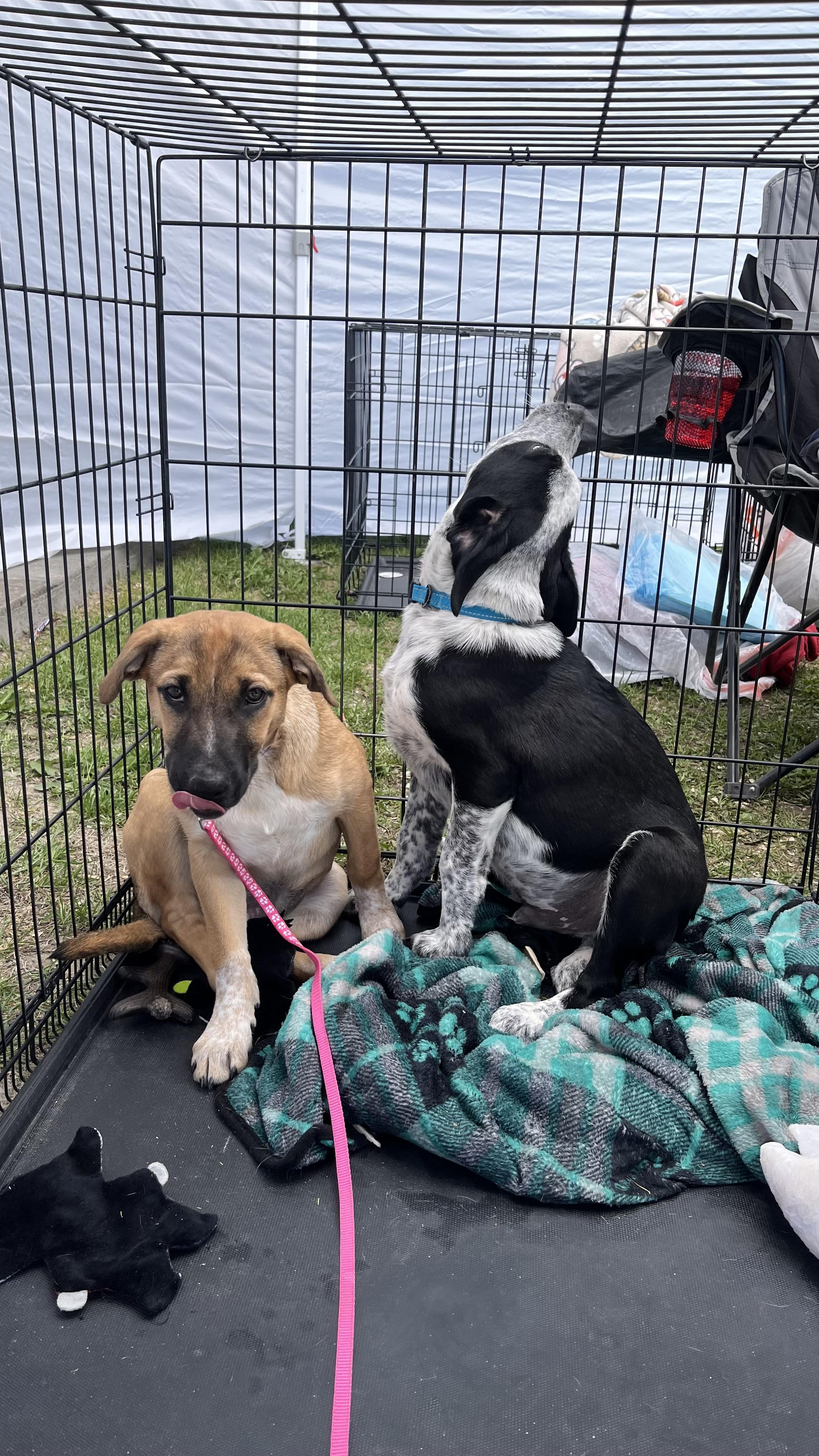 Enlarge Roxy fka Squirrel Delta pup, a Adoptable mixed breed in Jerome, ID image 2/6
