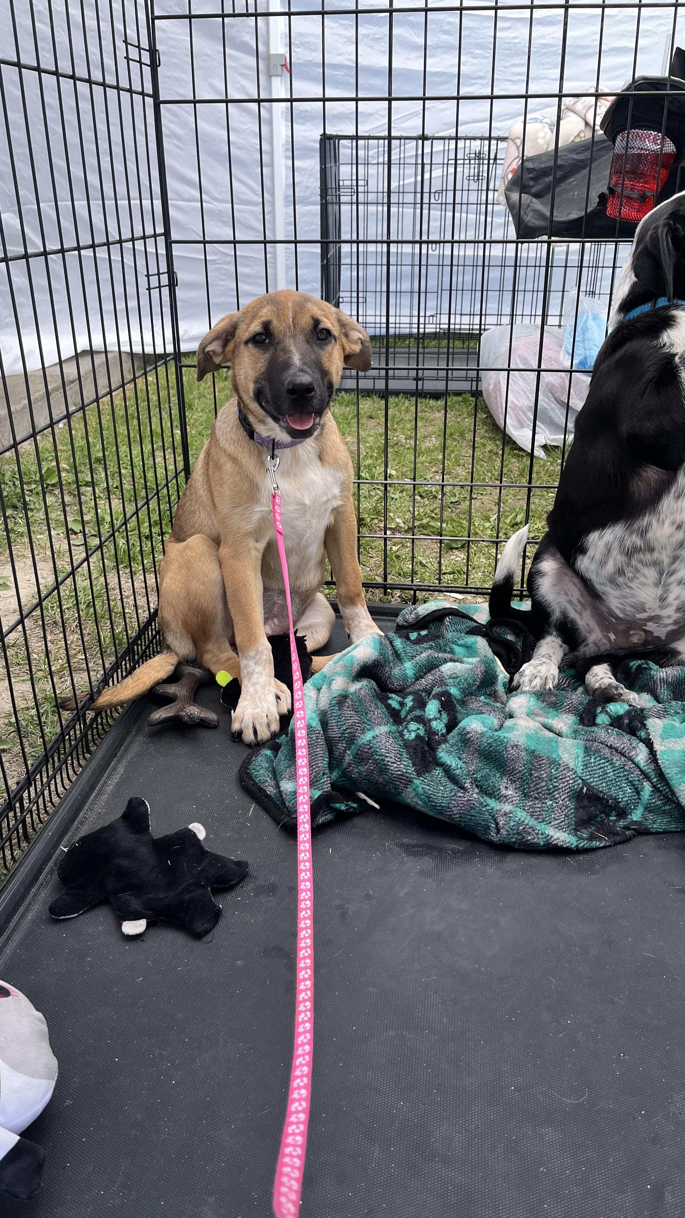 Enlarge Roxy fka Squirrel Delta pup, a Adoptable mixed breed in Jerome, ID image 3/6