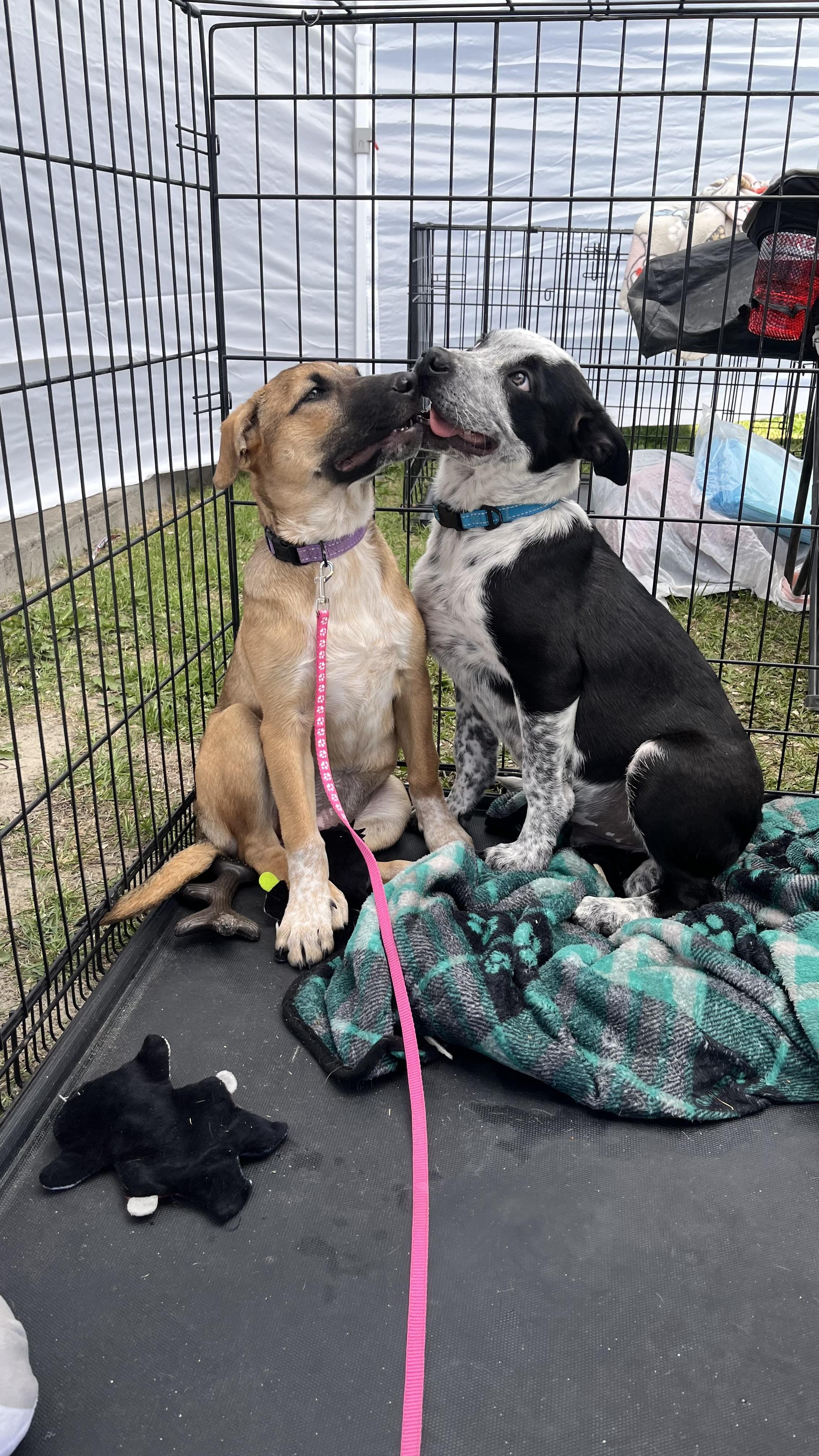 Enlarge Roxy fka Squirrel Delta pup, a Adoptable mixed breed in Jerome, ID image 5/6
