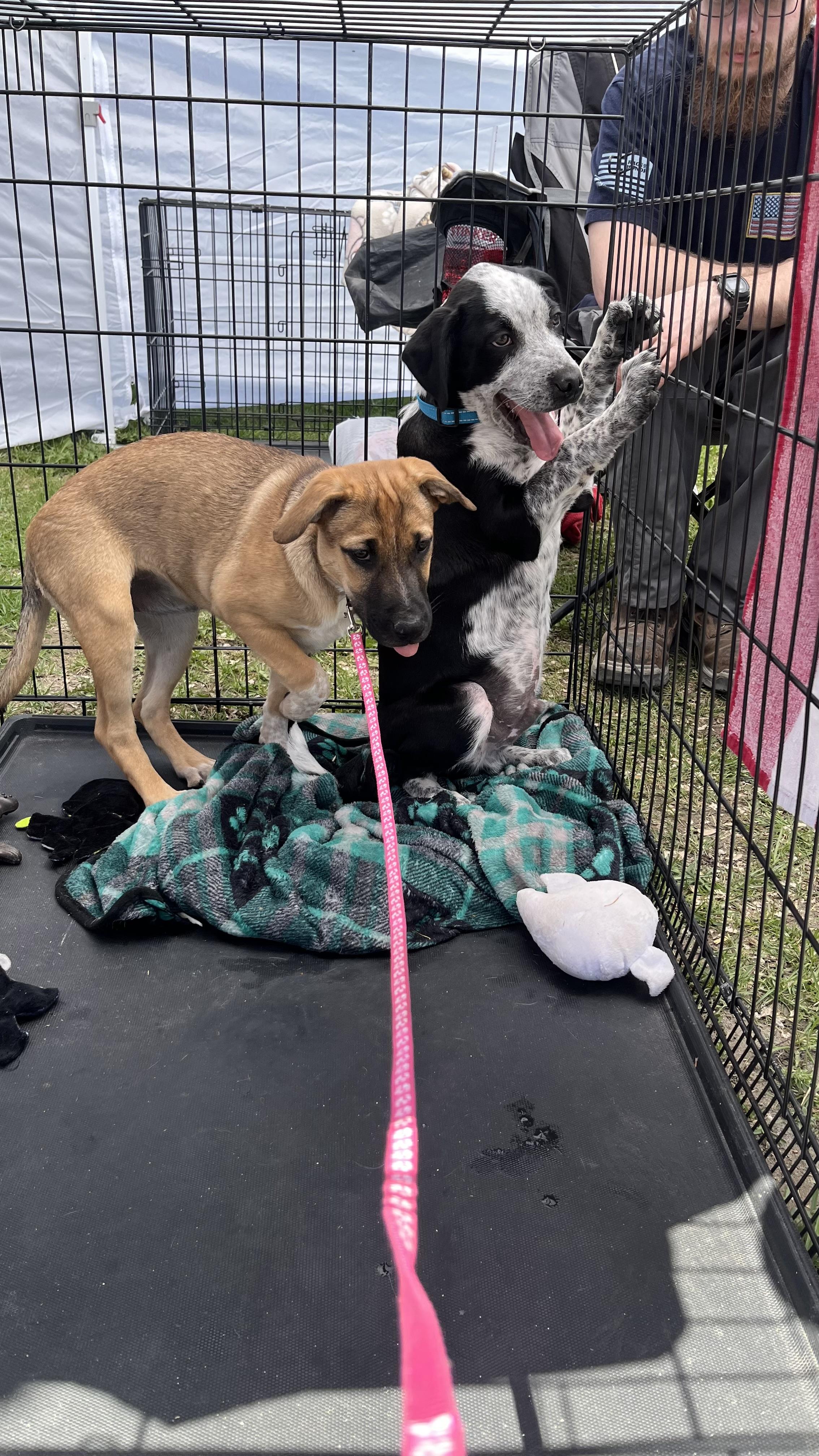 Enlarge Roxy fka Squirrel Delta pup, a Adoptable mixed breed in Jerome, ID image 6/6