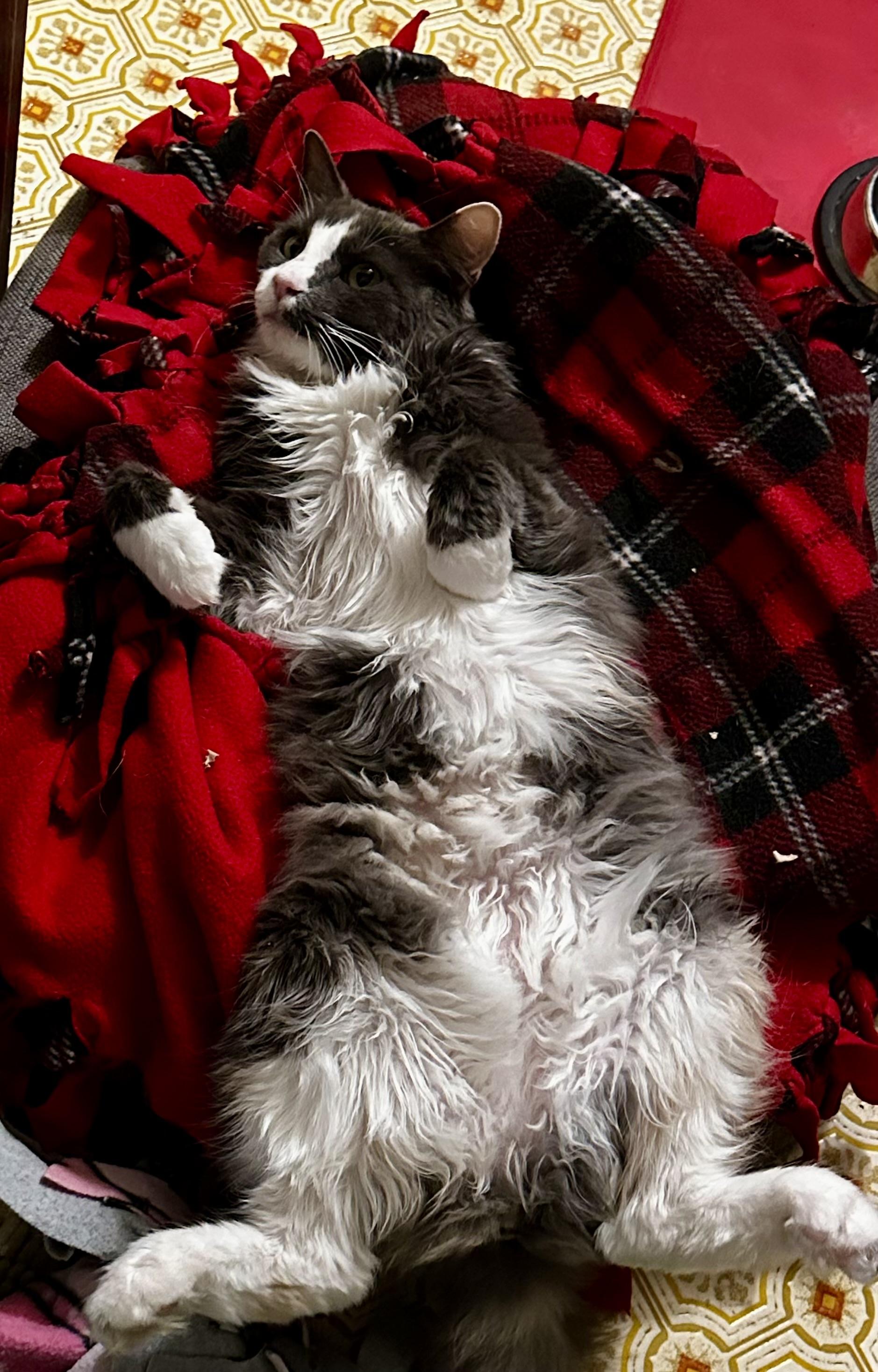 Enlarge Jaida, a Adoptable Domestic Long Hair in Riverside, CA image 2/2