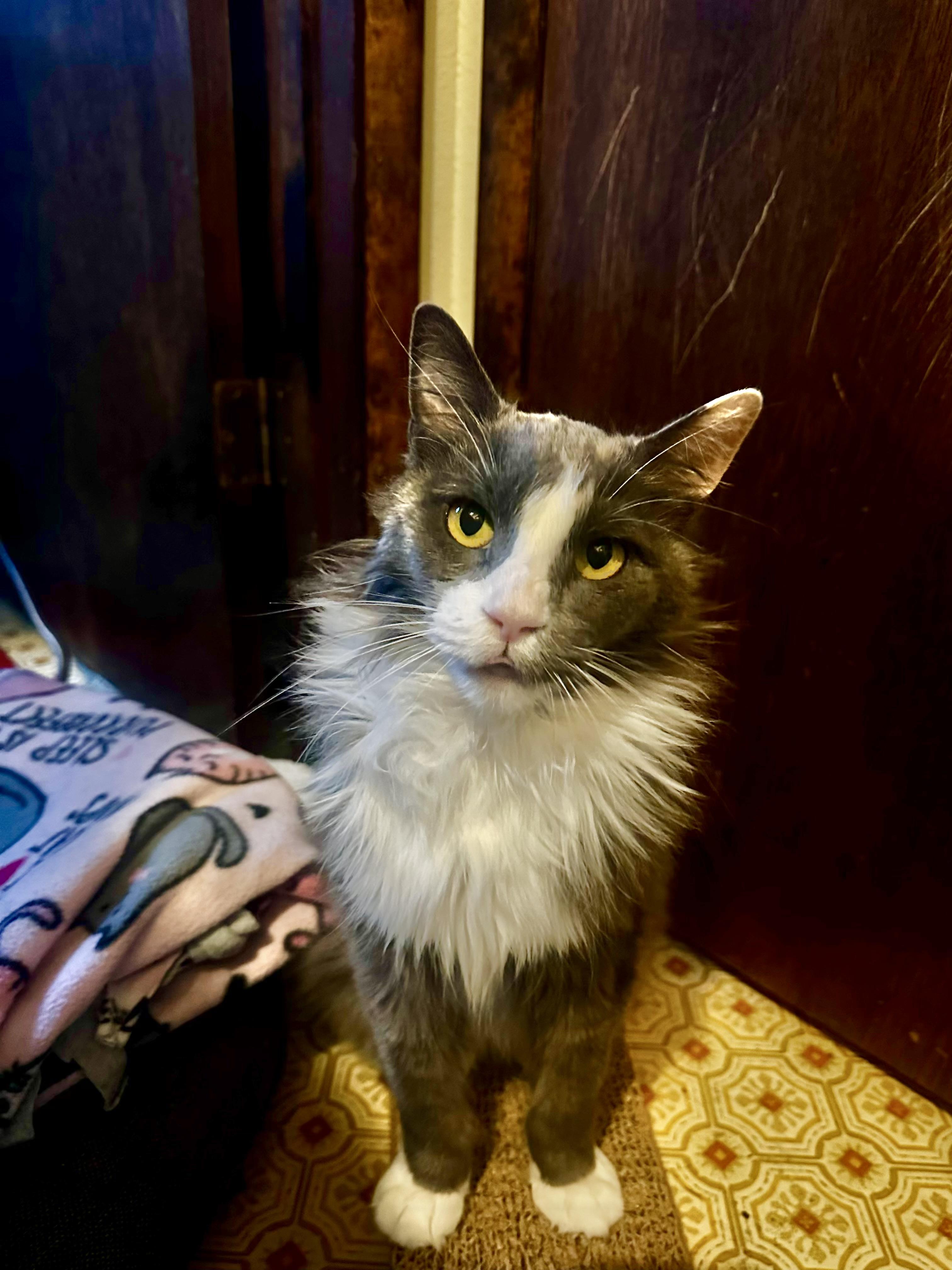 Jaida, Adoptable, Senior Female Domestic Long Hair.