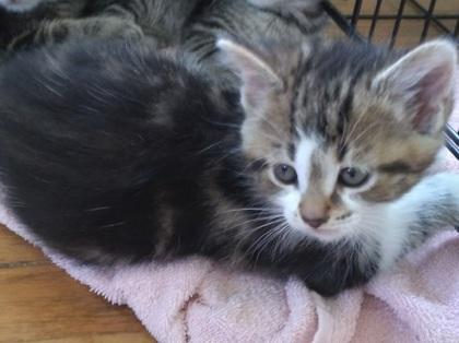 Thunder, Baby Male Domestic Short Hair