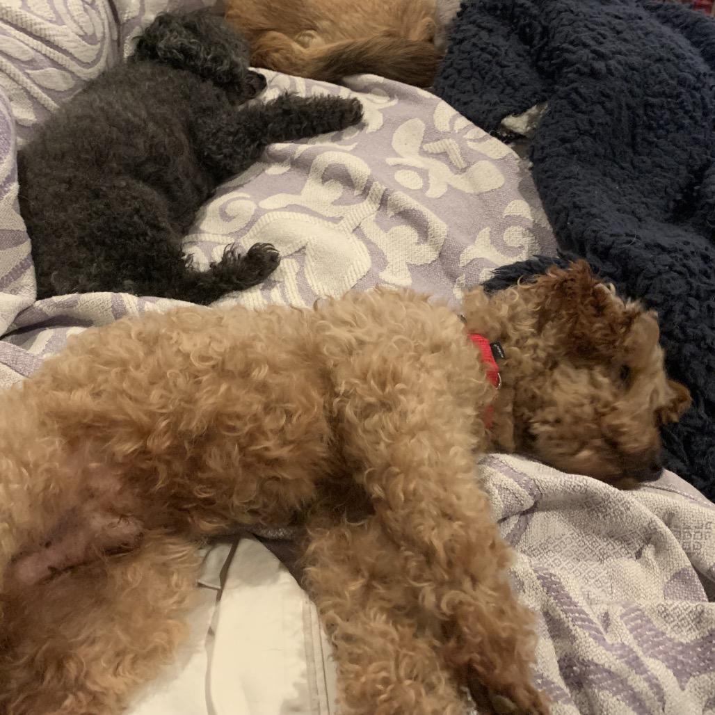 Hunter, Adoptable, Senior Male Poodle.