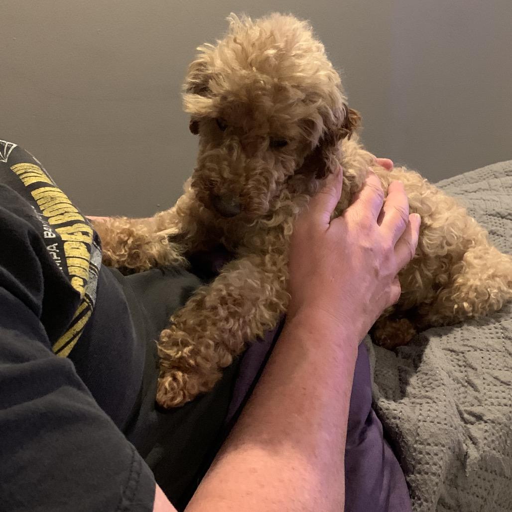 Enlarge Hunter, a Adoptable Poodle in Sinking Spring, PA image 3/6