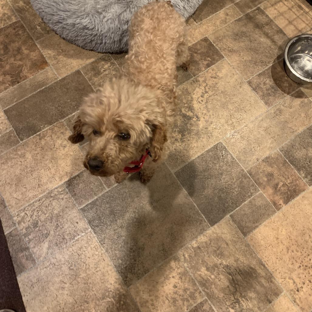 Enlarge Hunter, a Adoptable Poodle in Sinking Spring, PA image 4/6