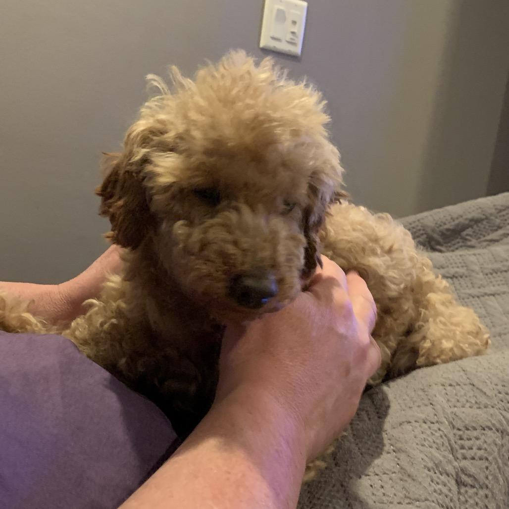 Enlarge Hunter, a Adoptable Poodle in Sinking Spring, PA image 6/6