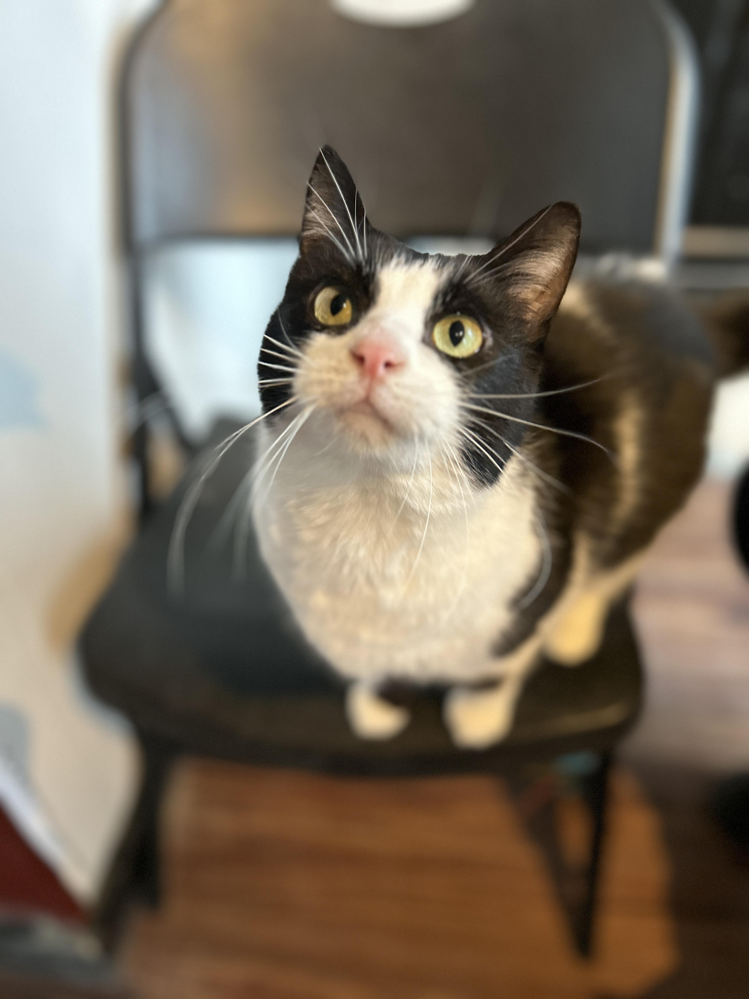 Enlarge Martha, a ADOPTABLE Domestic Short Hair in Pittsburgh, PA image 1/1