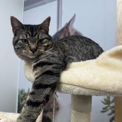 Sparrow, Adoptable, Young Female Domestic Short Hair.