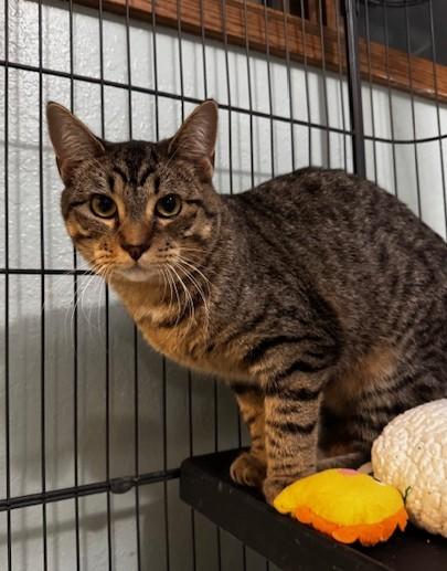 Sparrow, Adoptable, Young Female Domestic Short Hair.