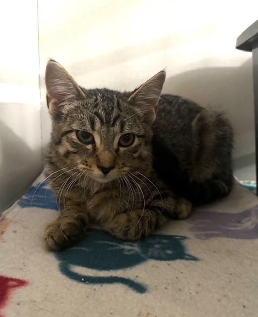 Sparrow, a Adoptable Domestic Short Hair in Hutchinson, MN image 3/4