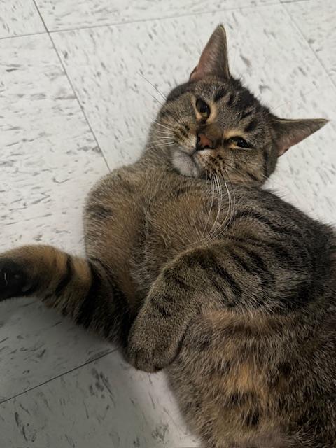 Sparrow, Adoptable, Young Female Domestic Short Hair.