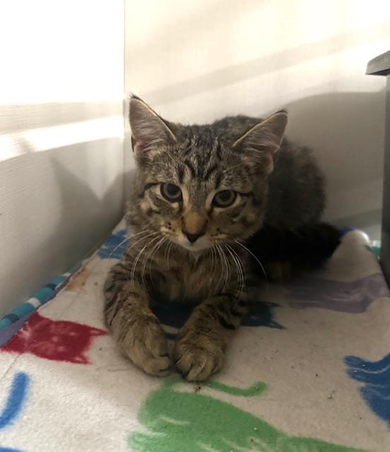 Sparrow, a Adoptable Domestic Short Hair in Hutchinson, MN image 4/4