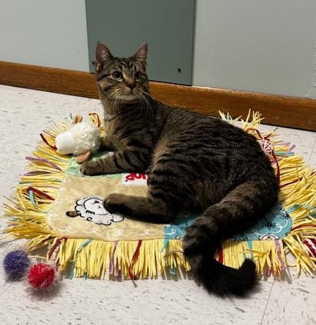 Enlarge Sparrow, a Adoptable Domestic Short Hair in Hutchinson, MN image 1/4