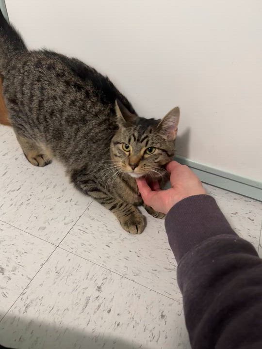 Enlarge Sparrow, a Adoptable Domestic Short Hair in Hutchinson, MN video 3/4