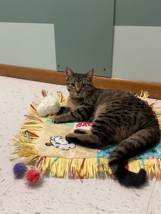 Enlarge Sparrow, a Adoptable Domestic Short Hair in Hutchinson, MN video 4/4