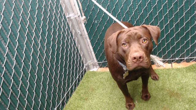 PENNY, Adoptable, Young Female Labrador Retriever & Mixed Breed.