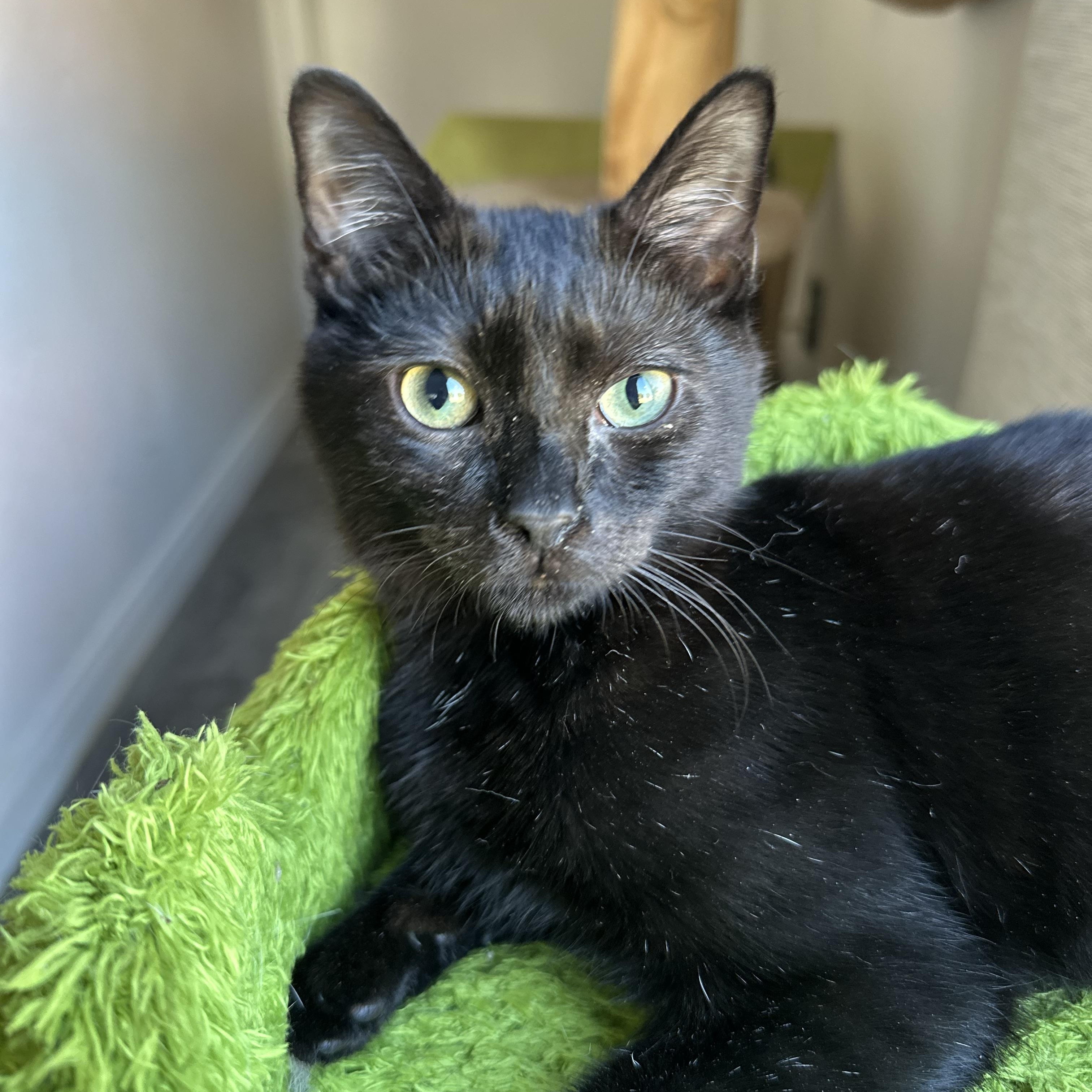 Enlarge HooHaHa, a ADOPTABLE Domestic Short Hair in Garden Grove, CA image 1/3