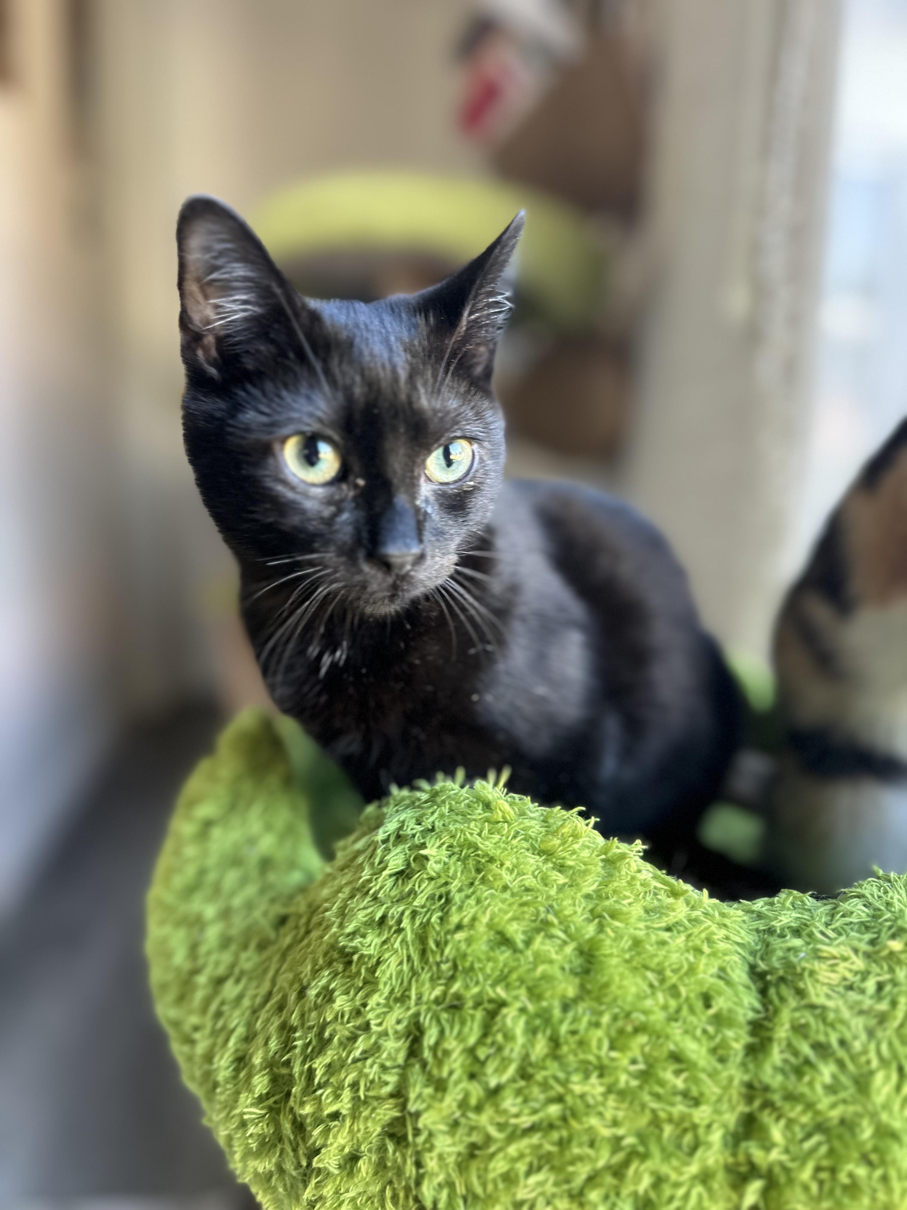 Enlarge HooHaHa, a ADOPTABLE Domestic Short Hair in Garden Grove, CA image 3/3