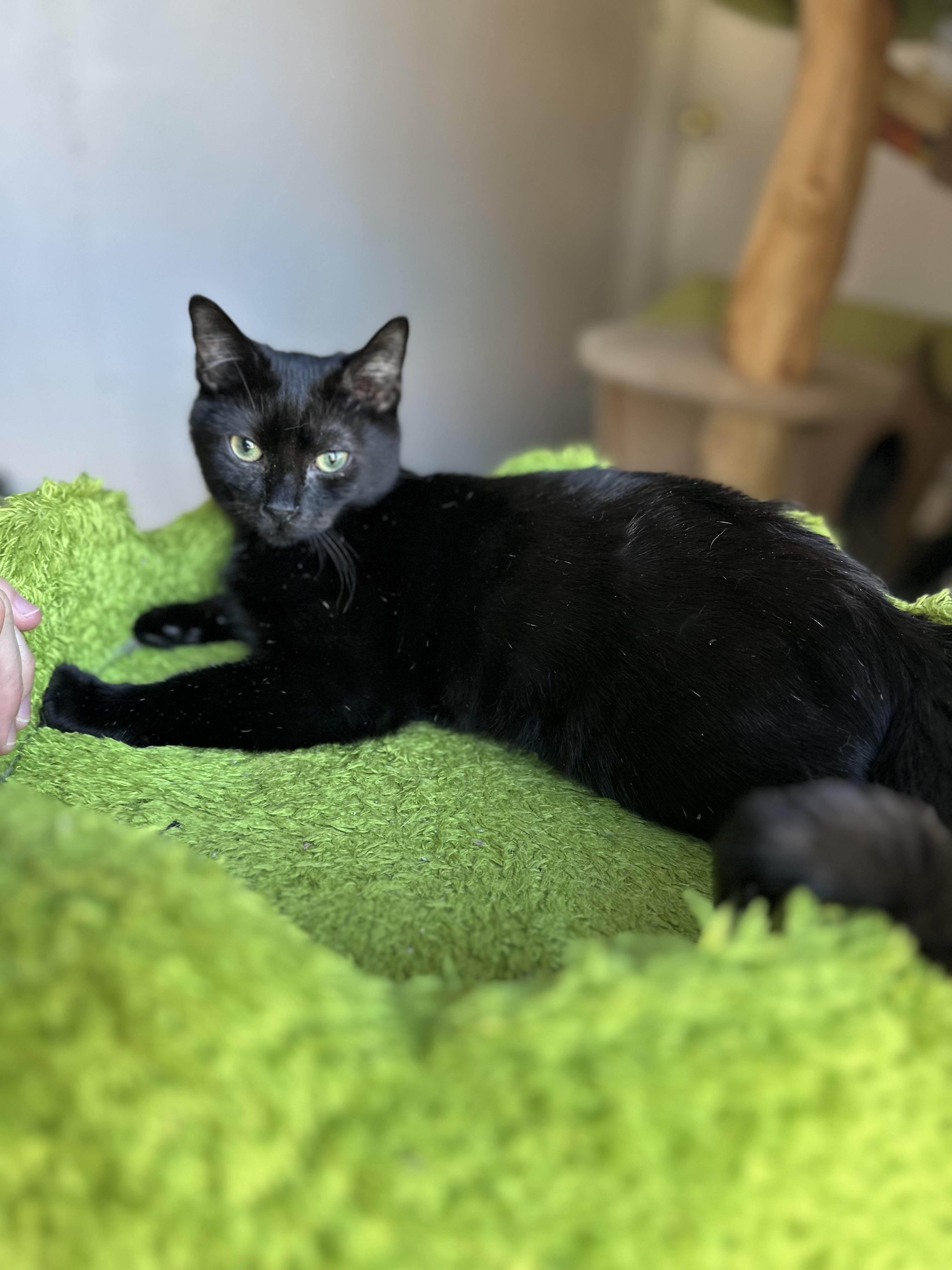 Enlarge HooHaHa, a ADOPTABLE Domestic Short Hair in Garden Grove, CA image 2/3