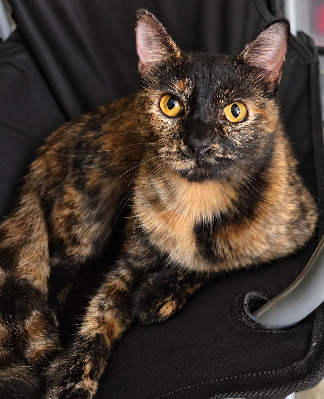 Enlarge Amber, a Adopted Domestic Short Hair in Portland, OR image 1/6
