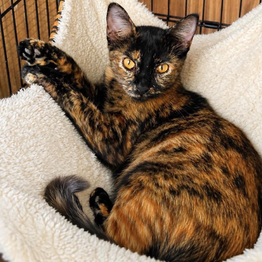 Enlarge Amber, a Adopted Domestic Short Hair in Portland, OR image 2/6
