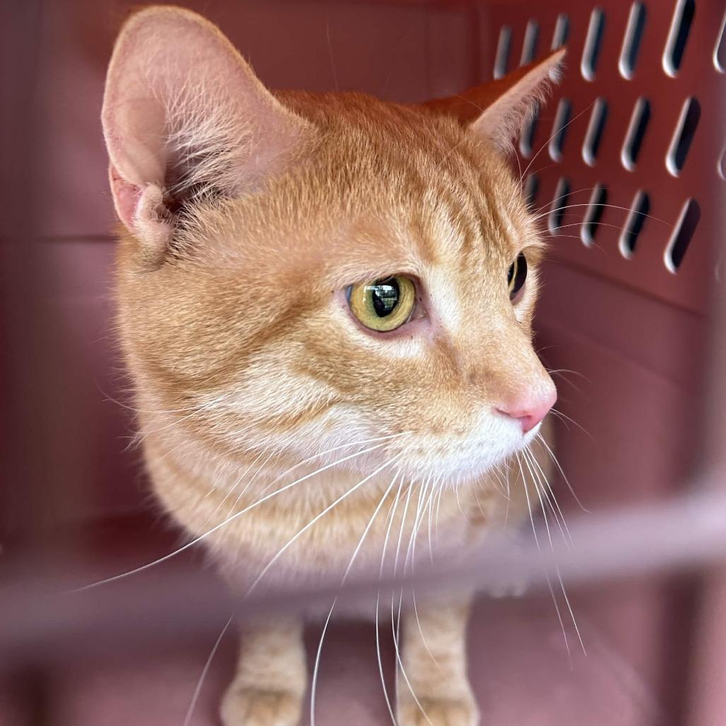 Enlarge Chester, a Adoptable Domestic Short Hair in Johnstown, PA image 1/1