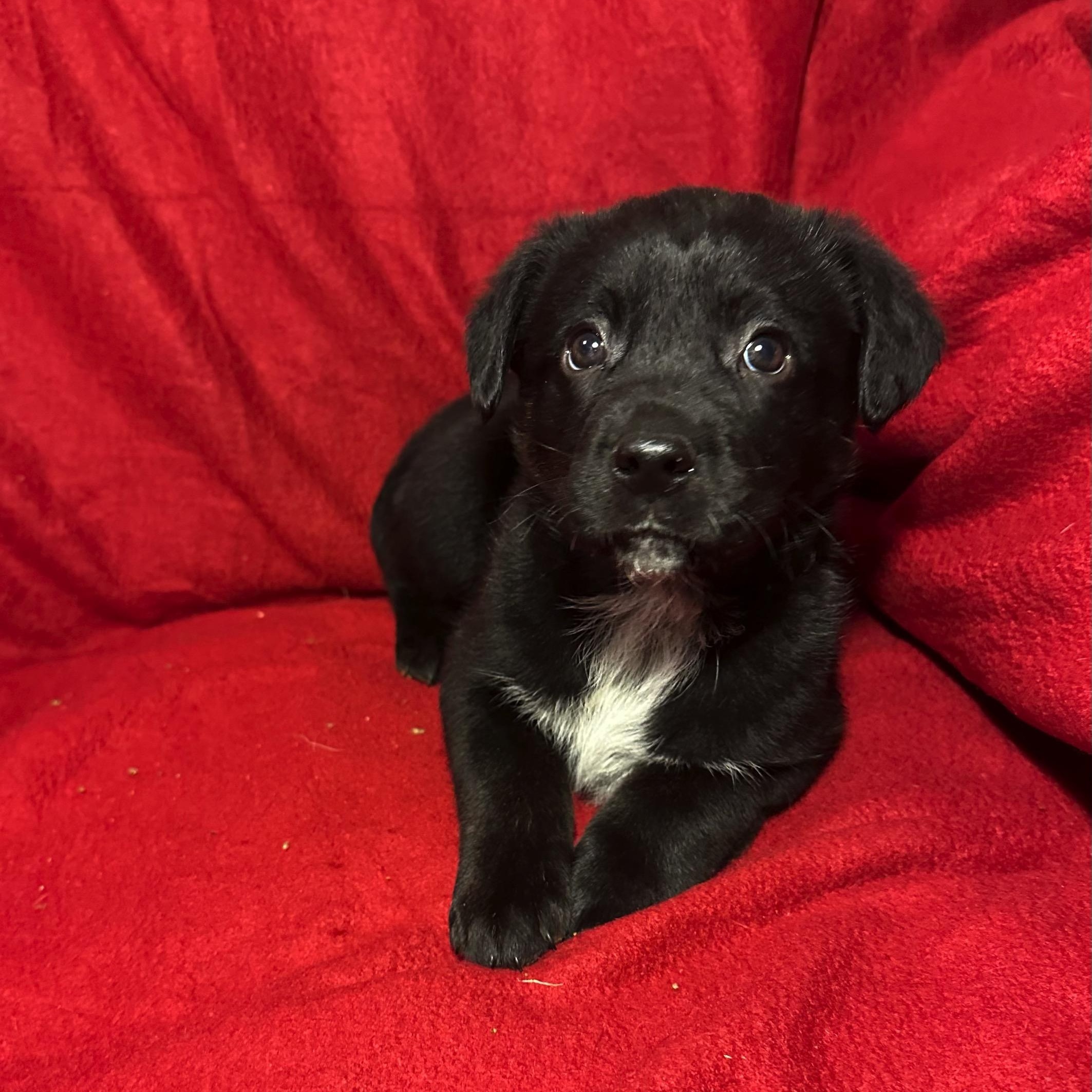 Enlarge Kris, a Adoptable mixed breed in High Ridge, MO image 2/2