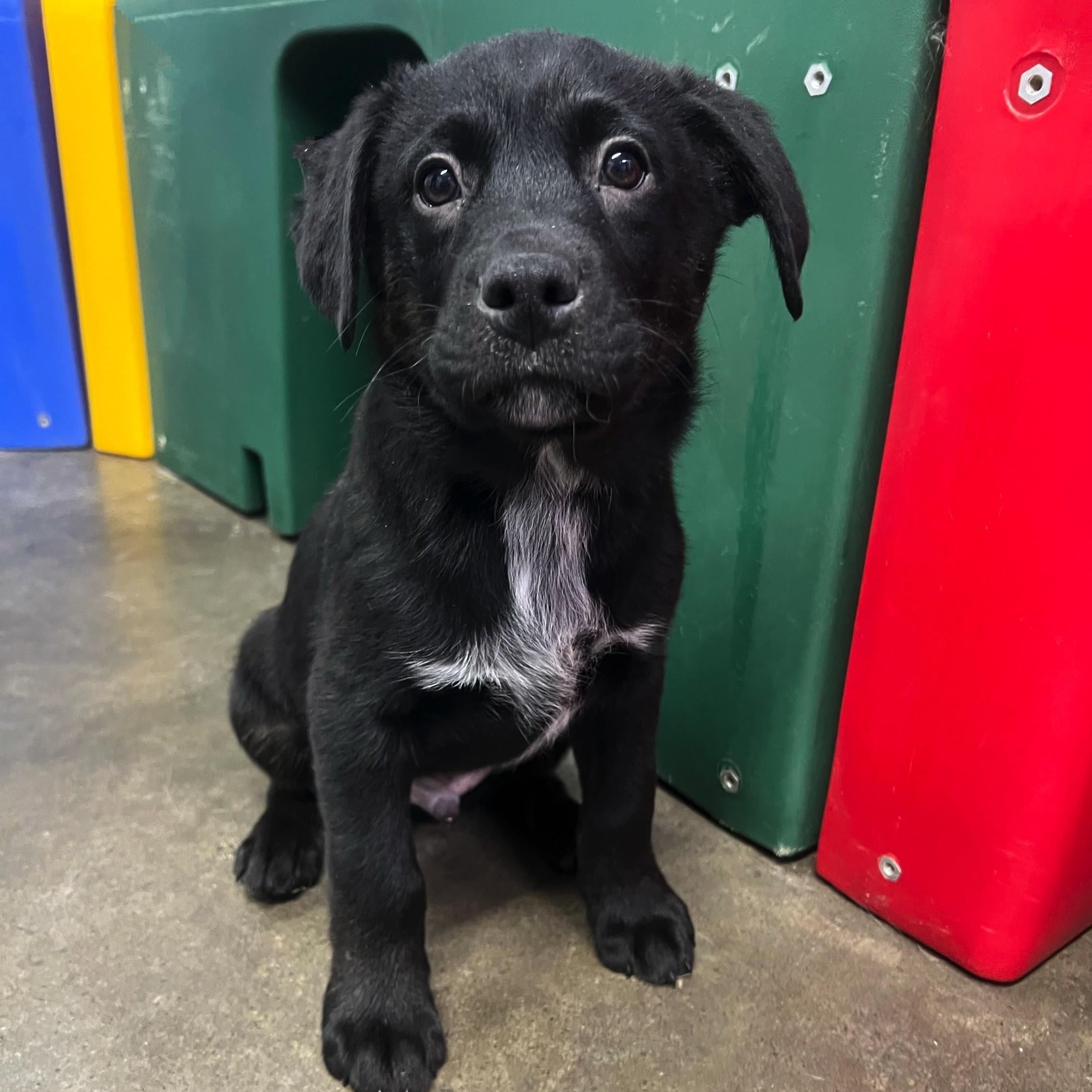 Kris, an adoption pending mixed breed in High Ridge, MO image 1/2