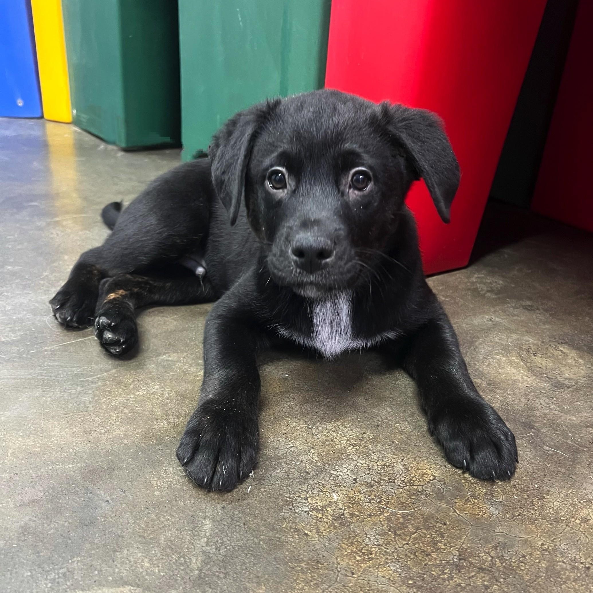 Kris, an adoption pending mixed breed in High Ridge, MO image 2/2