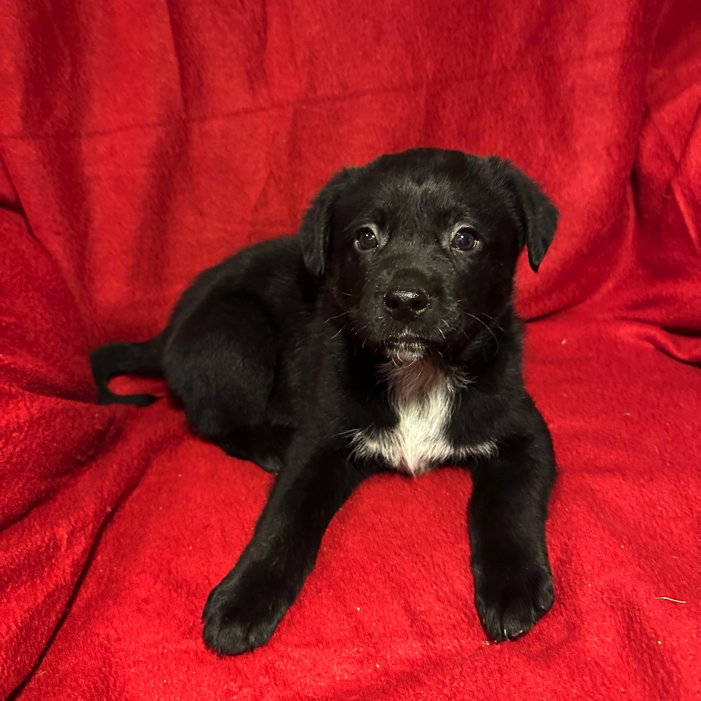 Enlarge Kris, a Adoptable mixed breed in High Ridge, MO image 1/2