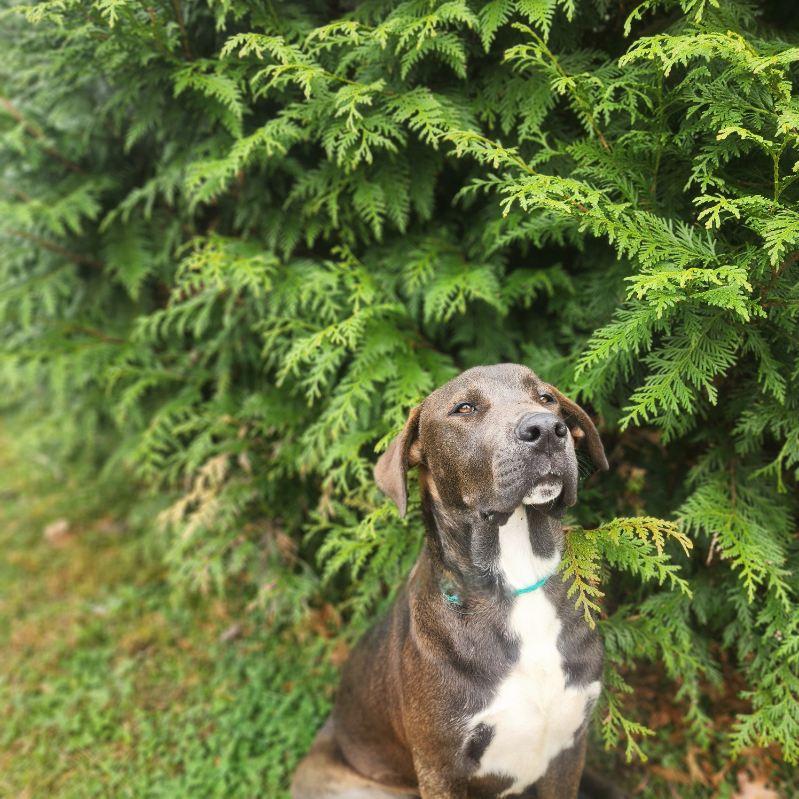 Gizmo, an adopted mixed breed in Manhasset, NY image 4/6