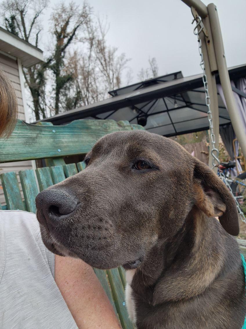 Gizmo, an adopted mixed breed in Manhasset, NY image 5/6