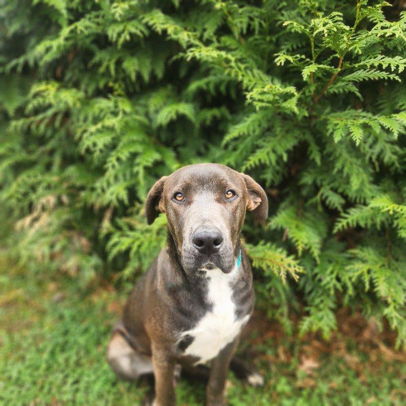 Gizmo, an adopted mixed breed in Manhasset, NY image 3/6