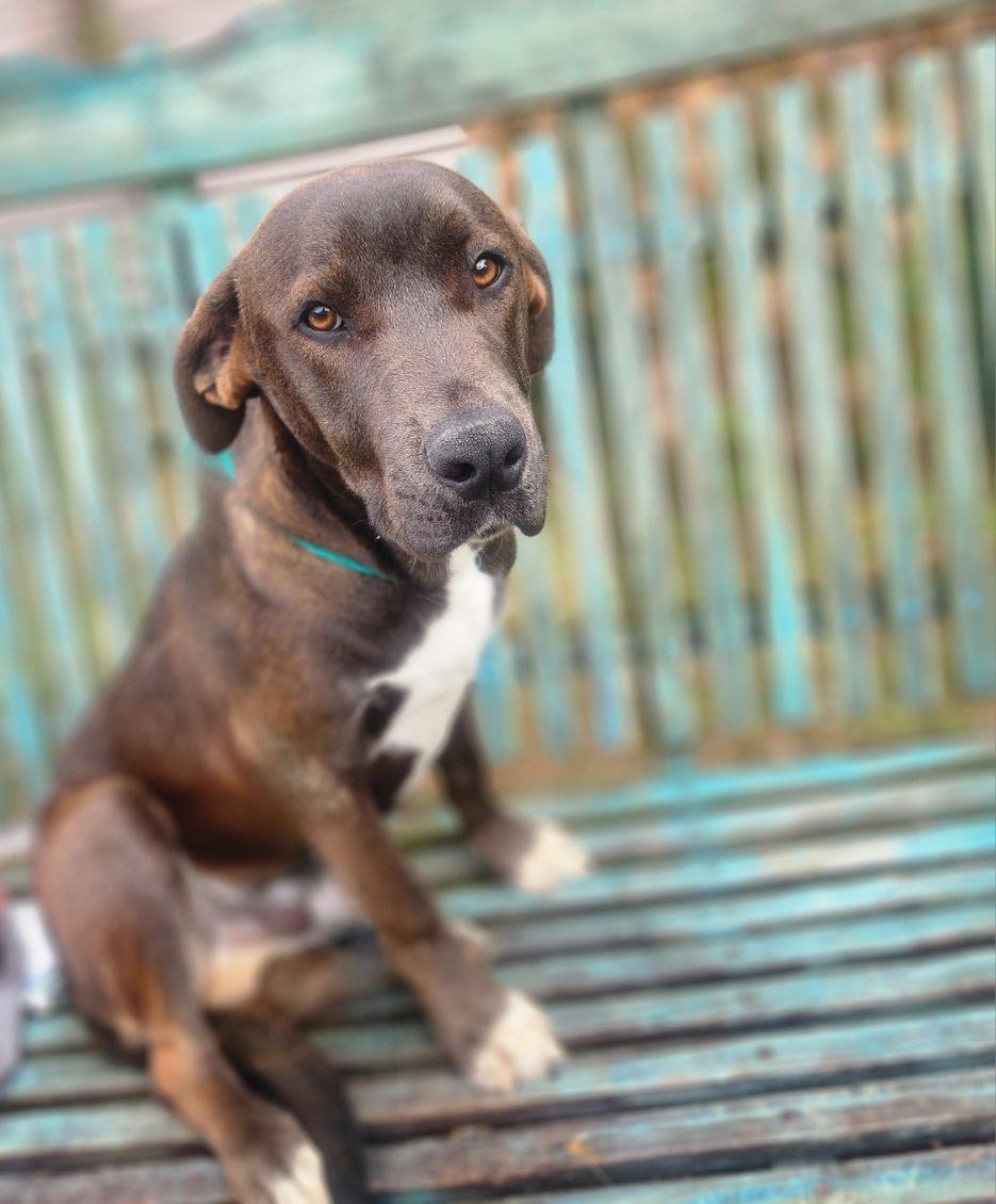 Gizmo, an adopted mixed breed in Manhasset, NY image 1/6