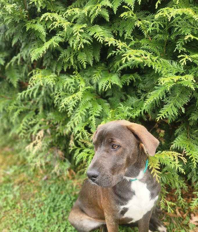 Gizmo, an adopted mixed breed in Manhasset, NY image 6/6