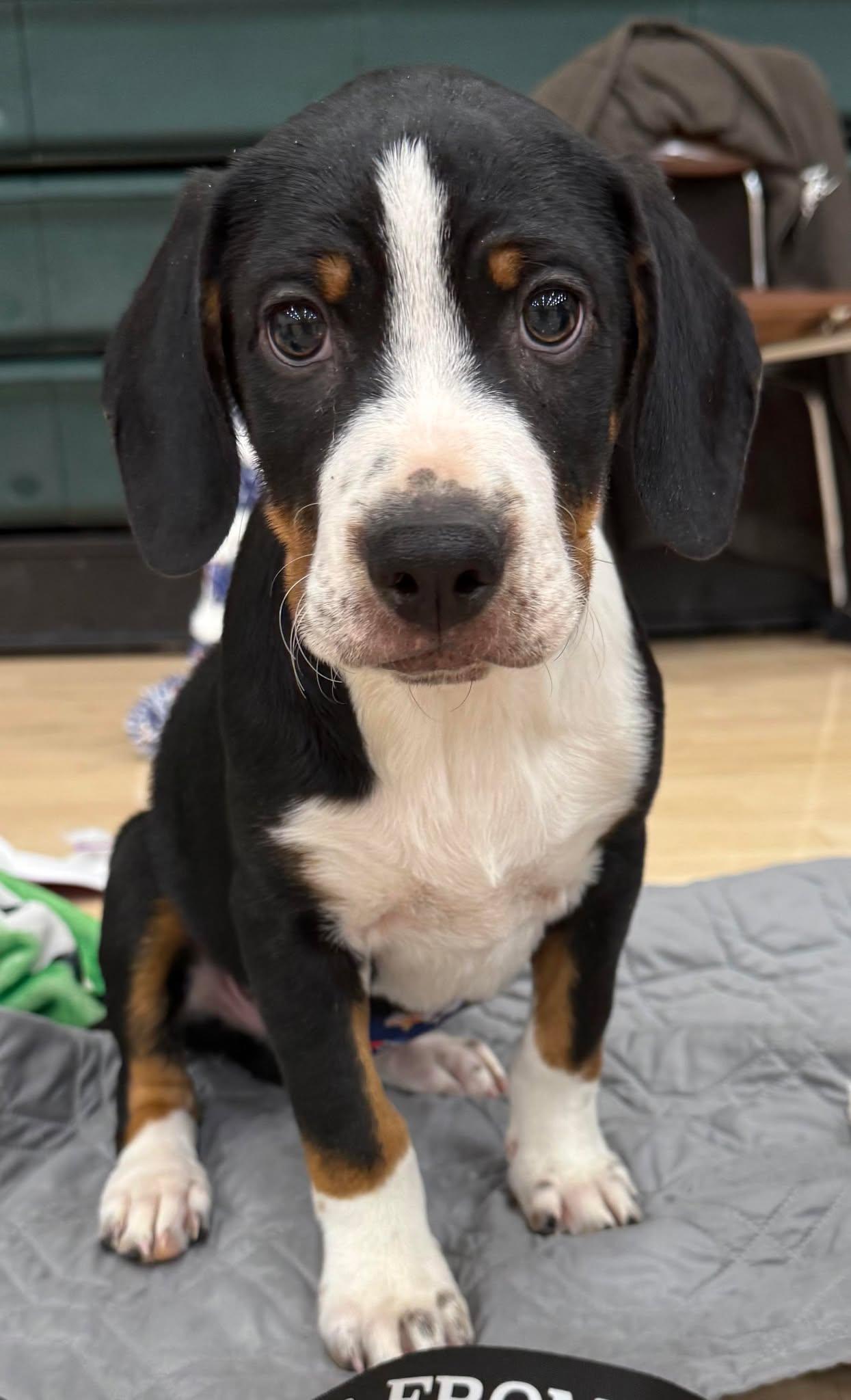 Enlarge Waldo, a Adoptable Hound in Mechanicsburg, PA image 1/1