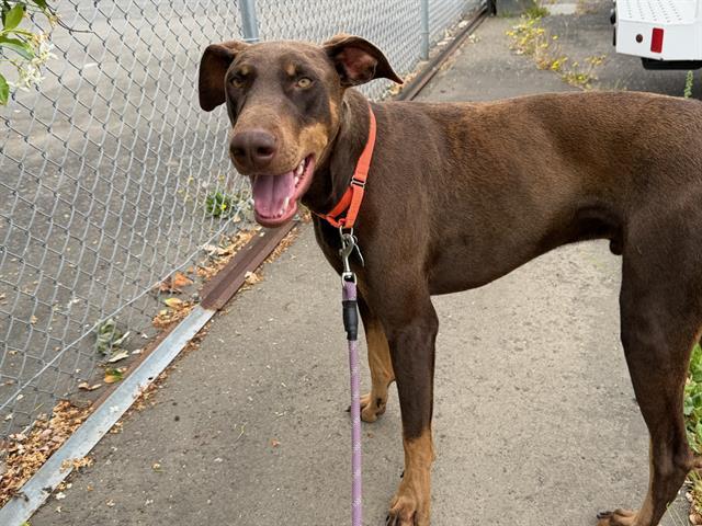 TYLER, Adoptable, Young Male Doberman Pinscher.